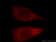 15222-1-AP - 14-3-3 protein eta