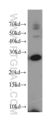 15222-1-AP - 14-3-3 protein eta
