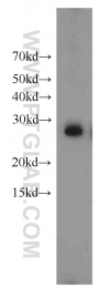 15222-1-AP - 14-3-3 protein eta