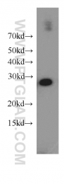 15222-1-AP - 14-3-3 protein eta