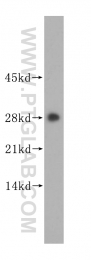 14881-1-AP - 14-3-3 protein zeta/delta