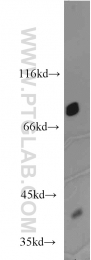 10330-1-AP - Zyxin