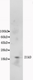 bs-0127M - Bax