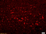 bs-2934R - Complement C3