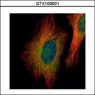 GTX100801 - 14-3-3 protein sigma / SFN