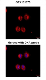 GTX101075 - 14-3-3 protein zeta/delta