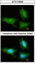 GTX110629 - 14-3-3 protein gamma