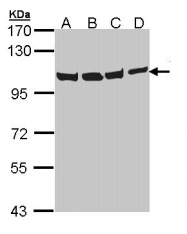 GTX113030 - TER ATPase / VCP