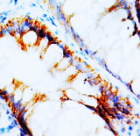 Fig. 1: <span>NPY1R Polyclonal Antibody</span>.