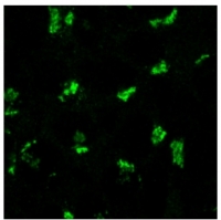Fig. 4: I<span>mmunofluorescence staining of TGN38 in 3% paraformaldehyde-fixed NRK cells using Sheep anti-Rat TGN38 Antibody Serum Cat.-No AP32691SU-N at 1/100 dilution. Secondary antibody was Donkey anti-Sheep Alexa Fluor 488.</span>