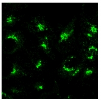 Fig. 3: <span>Immunofluorescence staining of Human TGN46 in 3% paraformaldehyde-fixed HeLa cells using Affinity purified Sheep anti-Human TGN46 Antibody Cat.-No AP32693PU-N at 1/100. Secondary antibody was Donkey anti-Sheep Alexa Fluor 488.</span>