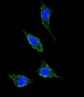 Fig. 7: <span>Confocal immunofluorescent analysis of NPY5R Antibody (Center) (Cat. #AP52926PU-N) with 293 cell followed by Alexa Fluor® 488-conjugated goat anti-rabbit lgG (green).DAPI was used to stain the cell nuclear (blue).</span>