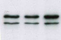Fig. 4: Western blot using lamin A/C clone JOL5 Cat.-No. BM4505S showing extracts from mouse myoblasts c2c12 (upper band is lamin A, lower band is lamin C)