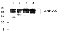 Fig. 5: Western blot analysis of lamin A/C in lysates from Jurkat cells (lane 1 and 2), mouse small intestine (lane 3) and rat kidney (lane 4) using polyclonal lamin A/C antibody Cat.-No. AP00082PU-N