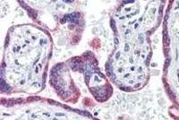 Fig. 4: Staining of human placenta (FFPE) with ESR2 antibody Cat.-No. AP20151PU-N