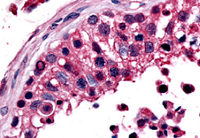 Fig. 7: Staining of human testis (FFPE) with ESRRB antibody Cat.-No. SP4131P