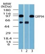 Fig. 3: Western blot analysis of human GRP94 in 3T3 cell lysate in the 1) absence, 2) presence of immunizing peptide and 3) RAW cell lysate using Cat.-No. AP21856PU-N