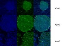 Fig. 4: Immunofluorescence: GRP94 antibody Cat.-No. AM09037PU-N staining of human ES cell colony