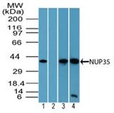 Fig. 3: Western blot analysis of NUP35 in human liver lysate in the 1) absence and 2) presence of immunizing peptide, 3) mouse brain lysate and 4) rat brain lysate using Cat.-No. AP22066PU-N