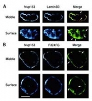 Fig. 4: Confocal microscope analysis of NUP153, lamin B3 and F/GXFG nucleoporin distribution in sperm pronuclei using NUP153 antibody Cat.-No. BP4506