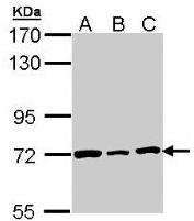 Fig. 9: Western Blot: Lamin B2 antibody Cat.-No. AP19033PU-N staining of H1299 (A), Hela (B), HepG2 (C) whole cell lysates