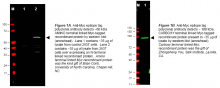 R1182 - c-Myc Epitope Tag (EQKLISEEDL)