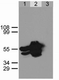 SP3005P - GFP