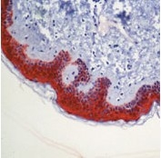 AM00494PU-N - 14-3-3 protein sigma / SFN