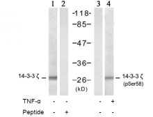 AP02457PU-S - 14-3-3 protein zeta/delta