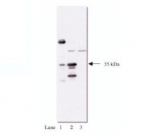 AM05263AG-N - HA Epitope Tag (YPYDVPDYA)