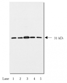 AM05264PU-N - 14-3-3 protein theta