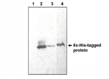 AM05288PU-N - 6xHistidine Epitope Tag