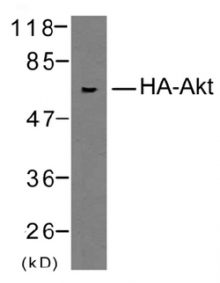 AP08109PU-N - HA Epitope Tag (YPYDVPDYA)