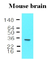 AM09042PU-N - 14-3-3 protein epsilon