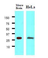 AM09044PU-N - 14-3-3 protein gamma