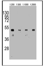 AM11008SU-N - HA Epitope Tag (YPYDVPDYA)