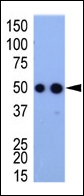 AP11018PU-N - HA Epitope Tag (YPYDVPDYA)