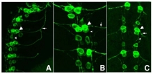 R1091P - GFP