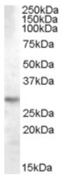 AP16695PU-N - 14-3-3 protein theta