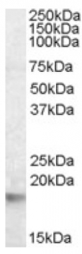 AP16696PU-N - 14-3-3 protein theta