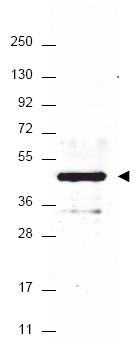 AP09230PU-N - HA Epitope Tag (YPYDVPDYA)