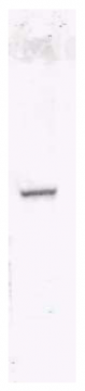 AP09230BT-N - HA Epitope Tag (YPYDVPDYA)