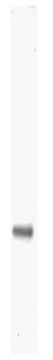 R1182B - c-Myc Epitope Tag (EQKLISEEDL)