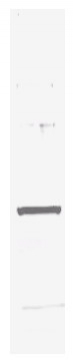 R1181B - 6xHistidine Epitope Tag
