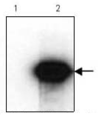 AM09142PU-N - HA Epitope Tag (YPYDVPDYA)