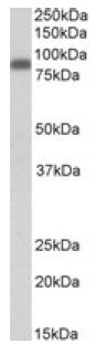 AP10038PU-N - Zyxin
