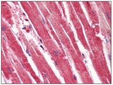 AM09044PU-N - 14-3-3 protein gamma