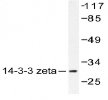 AP20192PU-N - 14-3-3 protein zeta/delta