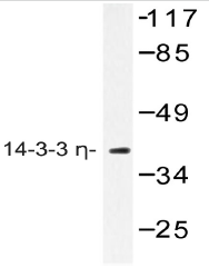 AP20467PU-N - 14-3-3 protein eta