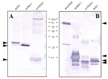 DP3514 - 6xHistidine Epitope Tag